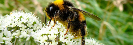 Help de hommel – voordat het te laat is