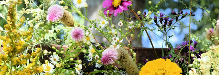 Week van de Biodiversiteit: ontdek de natuur dichterbij dan je denkt!