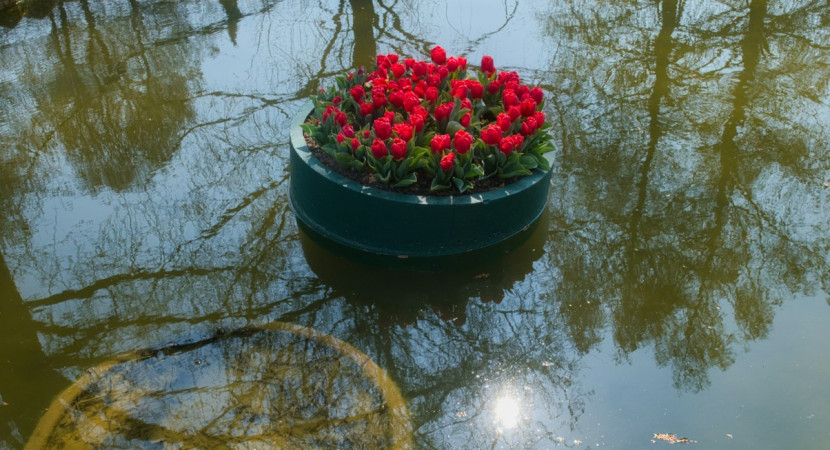 Webinar: Te veel of te weinig: water in de volkstuin (voor tuinders)