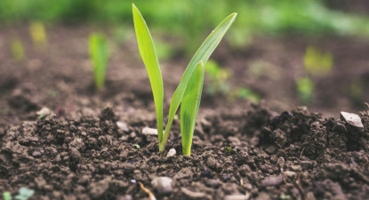 Een gezonde plant in een gezonde bodem