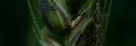 Voorkom phytophthora: herken de eerste signalen
