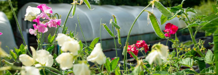 Warm weer op de volkstuin? Deze 10 tips helpen je tuin én jezelf