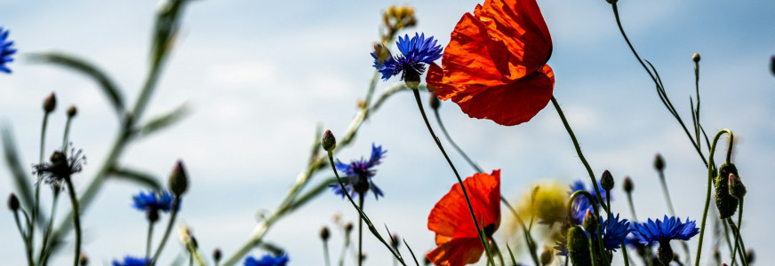 Hoe staat de biodiversiteit in Nederland ervoor?