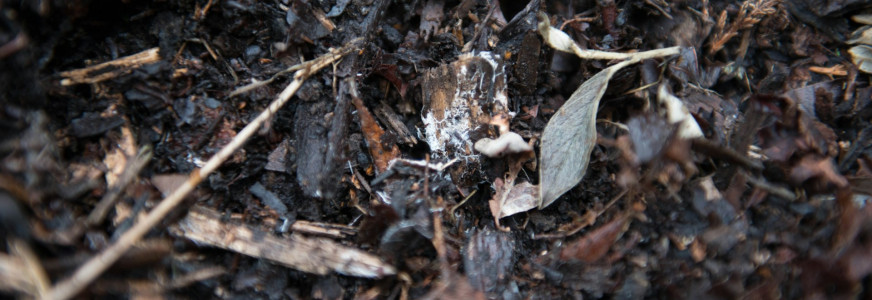 Maak van je tuinafval waardevolle compost