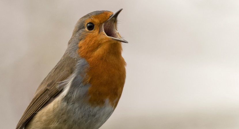 Webinar: De levende volkstuin: planten die werken (voor tuinders)