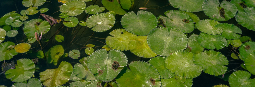 Maak de natuurvijver klaar voor het najaar