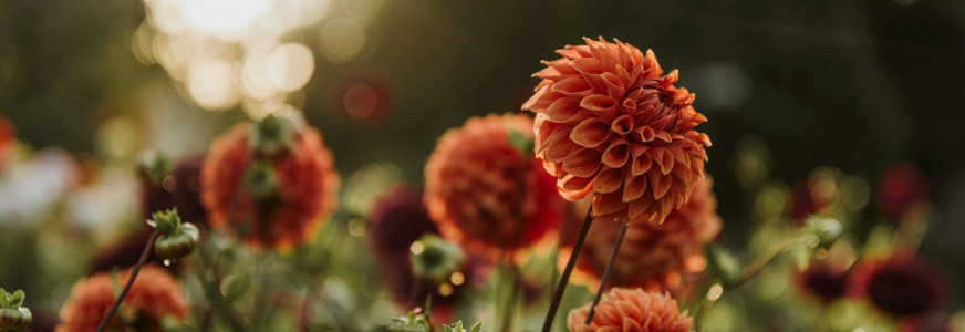 Herfstbloemen: een laatste feestmaal voor bijen en vlinders