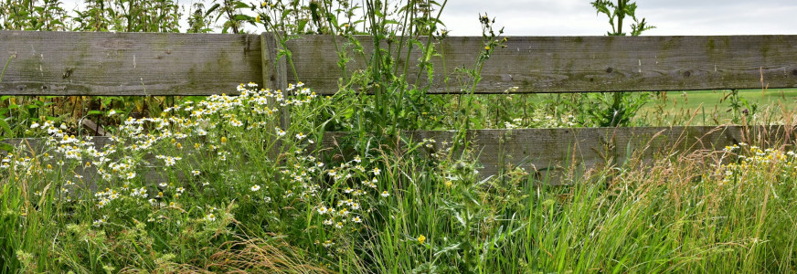 Onkruid of tuinbondgenoot? Kijk eerst wat er groeit