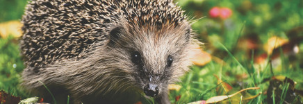 Een veilige winterplek voor egels begint in jouw tuin