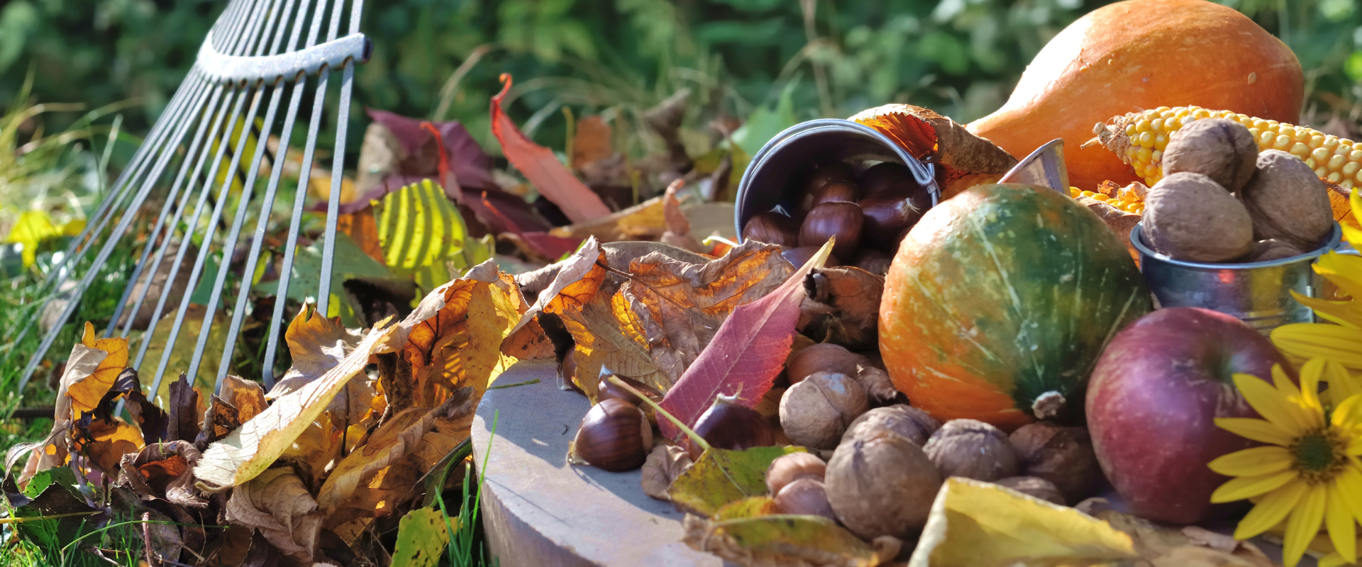 Herfst in de tuin 